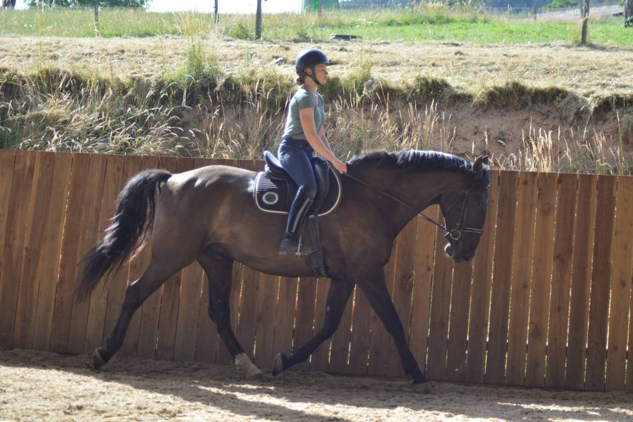 Caballo castrado PRE Pura Raza Espa&ntilde;ola En venta 2018 Bayo moreno
