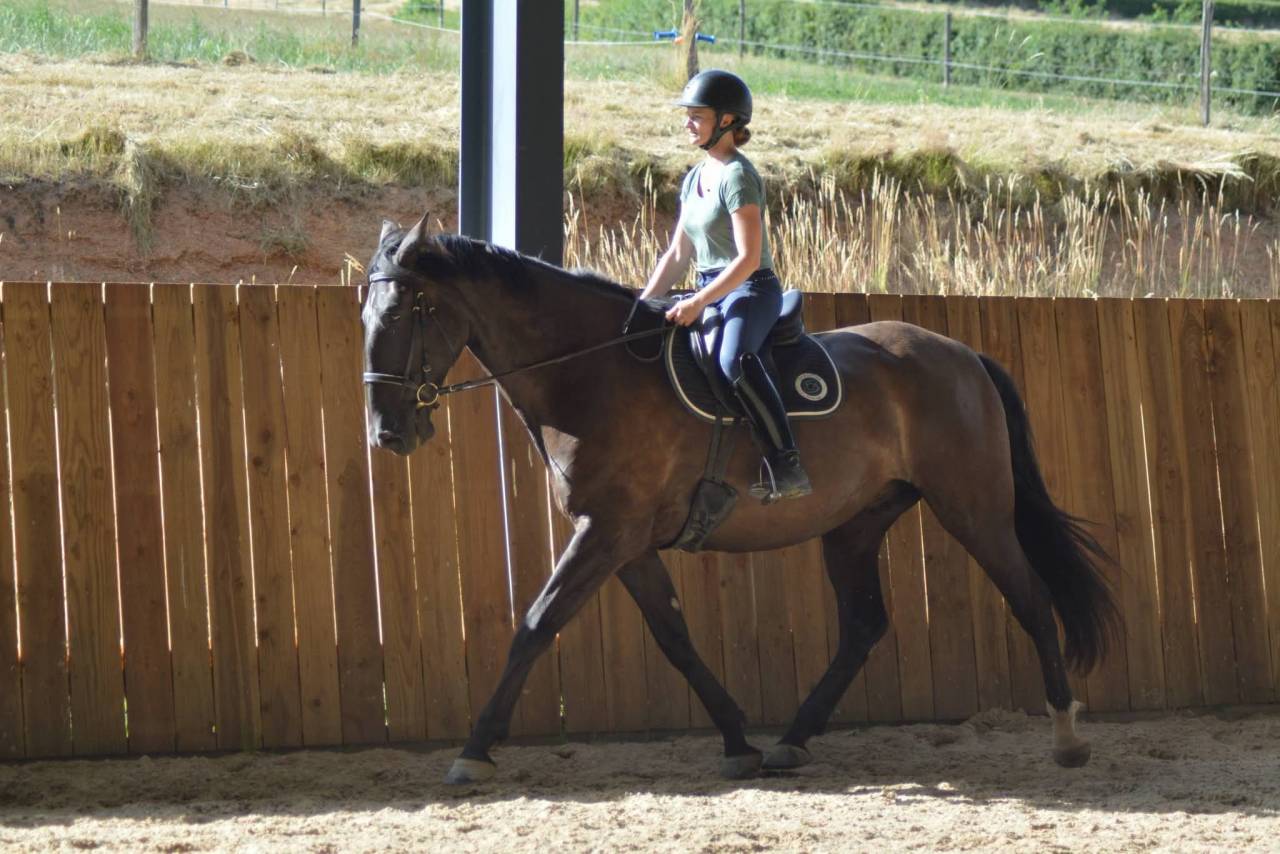 Caballo castrado PRE Pura Raza Espa&ntilde;ola En venta 2018 Bayo moreno