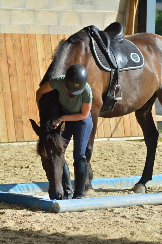 Caballo castrado PRE Pura Raza Espa&ntilde;ola En venta 2018 Bayo moreno