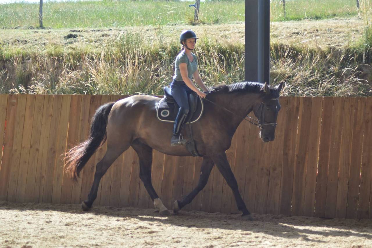 Caballo castrado PRE Pura Raza Espa&ntilde;ola En venta 2018 Bayo moreno