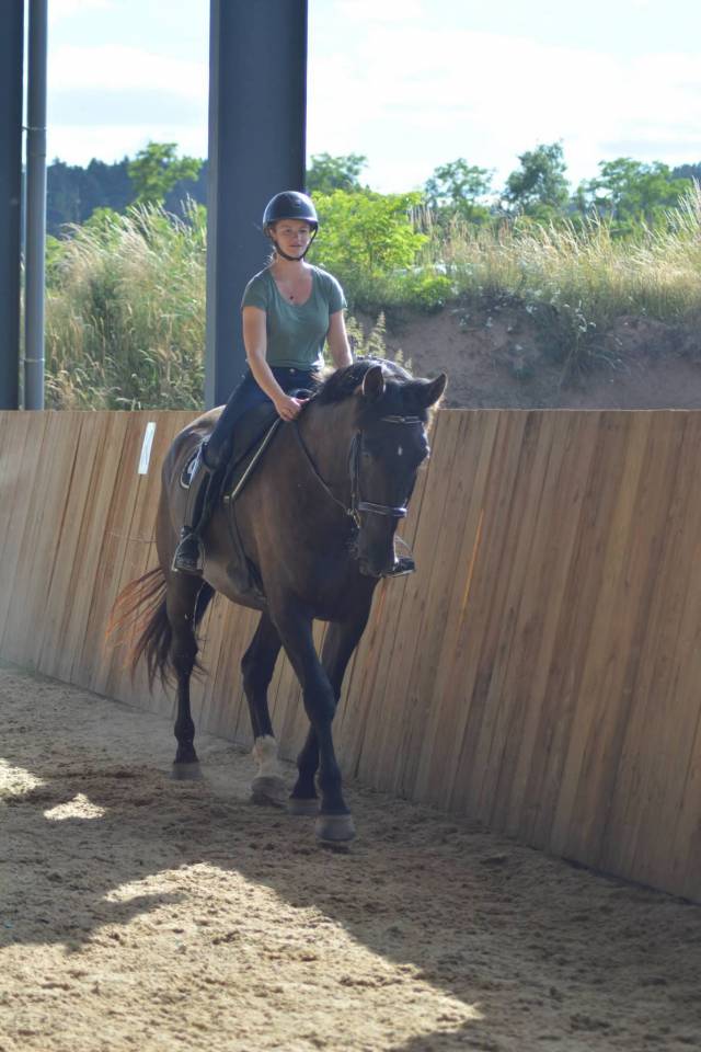 Caballo castrado PRE Pura Raza Espa&ntilde;ola En venta 2018 Bayo moreno
