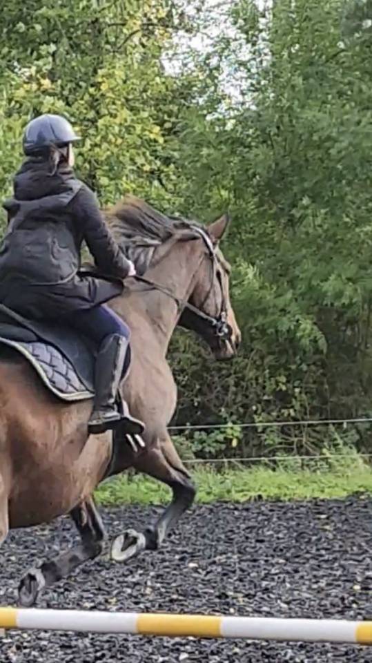 Caballo castrado Pura Sangre En venta 2018 Bayo por Saonois
