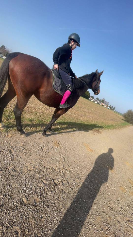 Caballo castrado Pura Sangre En venta 2018 Bayo por Saonois