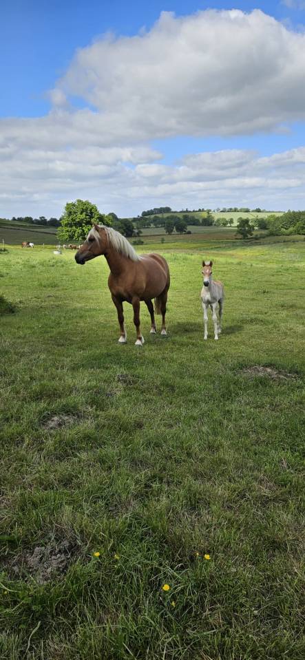 Caballo entero Haflinger En venta 2026 Alaz&aacute;n por AUTAN