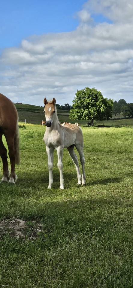 Caballo entero Haflinger En venta 2026 Alaz&aacute;n por AUTAN