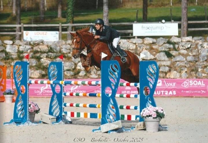 Caballo castrado Silla Franc&eacute;s En venta 2018 Alaz&aacute;n por KERBA D AUZAY