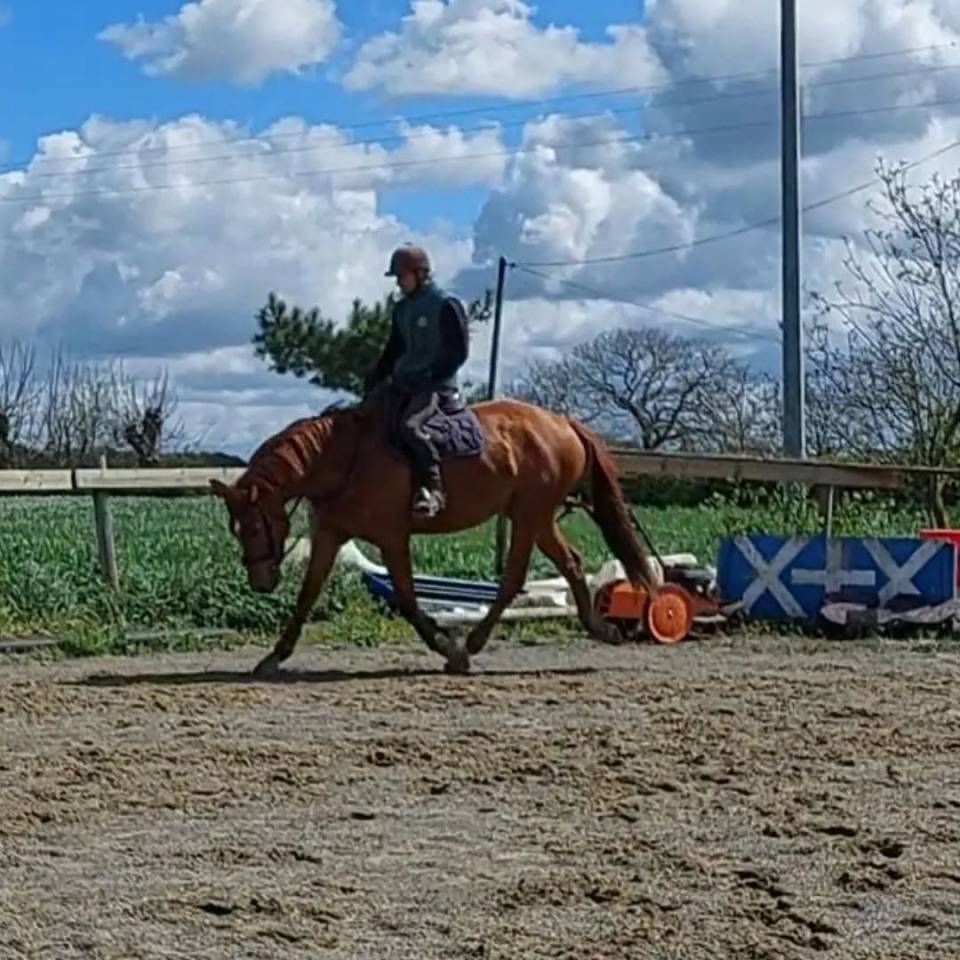 Caballo castrado Silla Franc&eacute;s En venta 2018 Alaz&aacute;n por KERBA D AUZAY