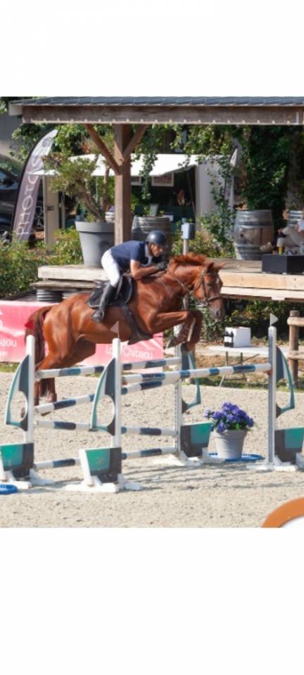 Caballo castrado Silla Franc&eacute;s En venta 2018 Alaz&aacute;n por KERBA D AUZAY