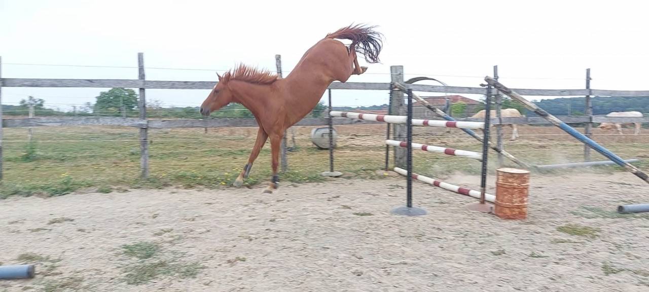Caballo castrado Silla Franc&eacute;s En venta 2018 Alaz&aacute;n por KERBA D AUZAY