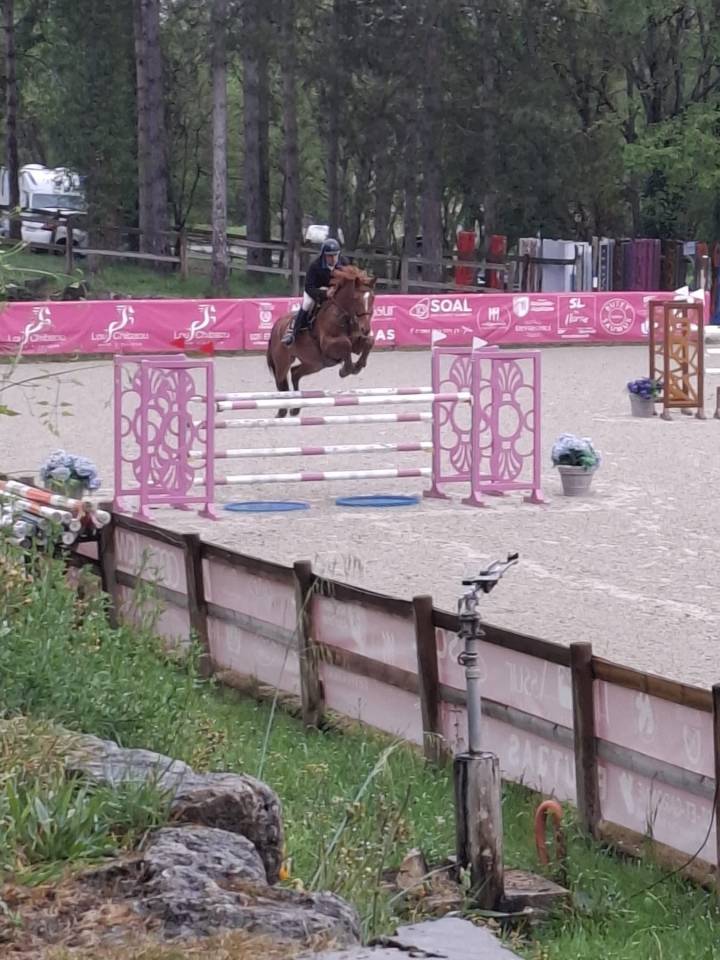 Caballo castrado Silla Franc&eacute;s En venta 2018 Alaz&aacute;n por KERBA D AUZAY