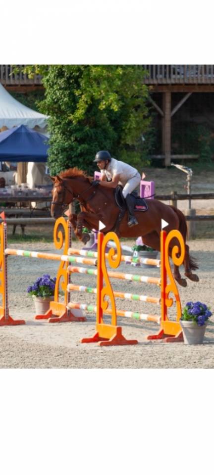 Caballo castrado Silla Franc&eacute;s En venta 2018 Alaz&aacute;n por KERBA D AUZAY