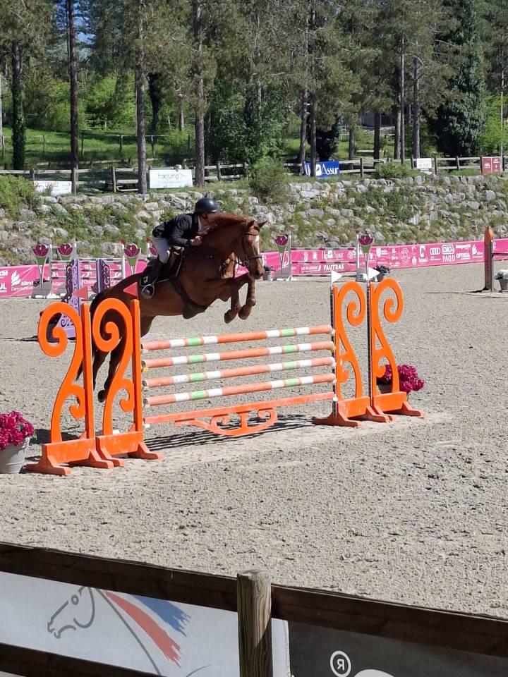 Caballo castrado Silla Franc&eacute;s En venta 2018 Alaz&aacute;n por KERBA D AUZAY
