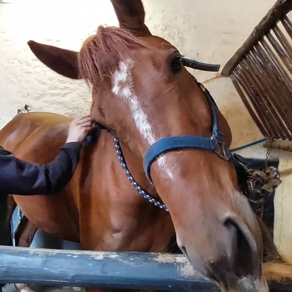 Caballo castrado Silla Franc&eacute;s En venta 2018 Alaz&aacute;n por KERBA D AUZAY