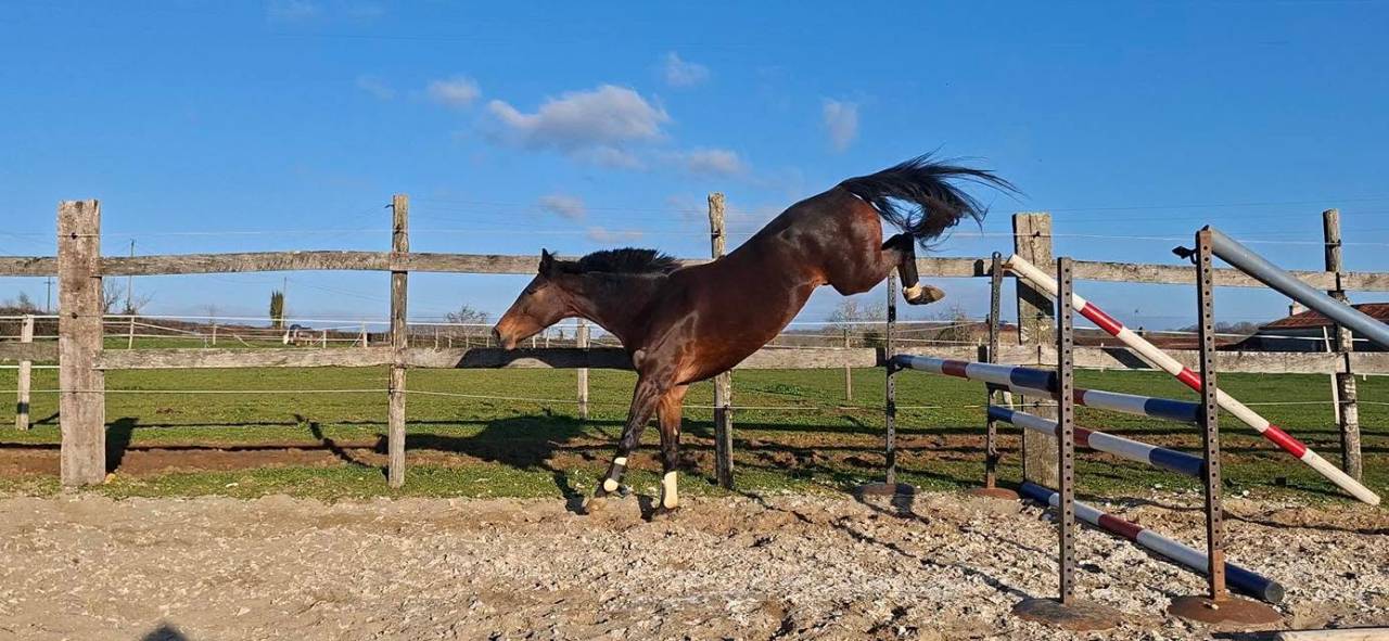Yegua Welsh Part Bred En venta 2020 Bayo moreno por first des chouans