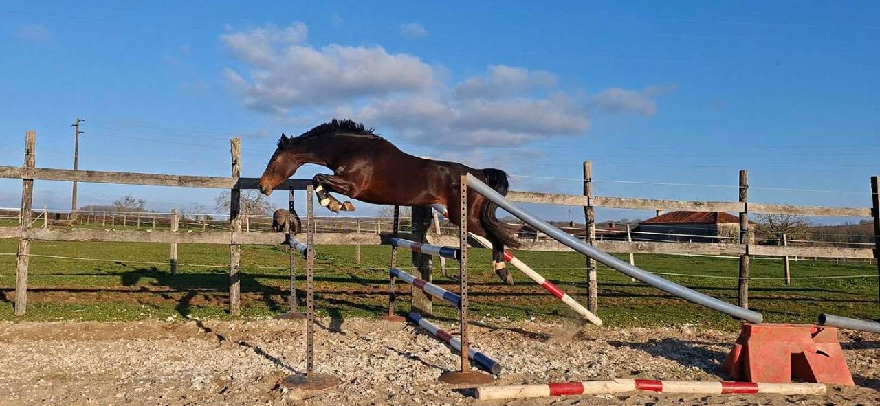 Yegua Welsh Part Bred En venta 2020 Bayo moreno por first des chouans