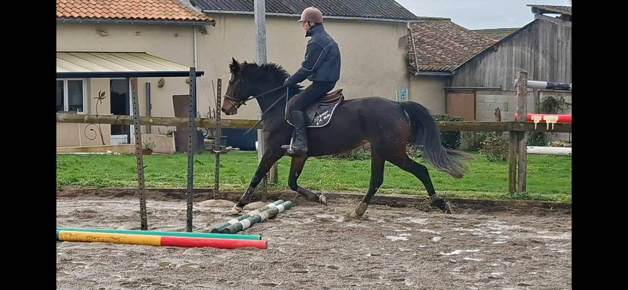 Yegua Welsh Part Bred En venta 2020 Bayo moreno por first des chouans