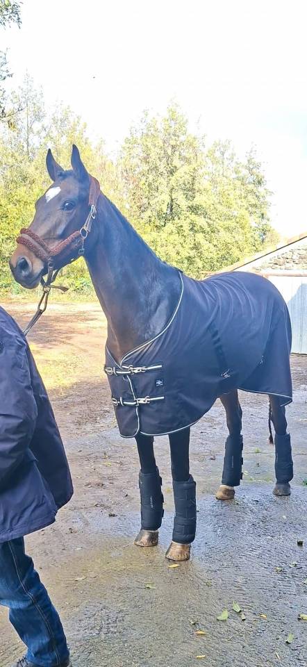 Yegua Welsh Part Bred En venta 2020 Bayo moreno por first des chouans