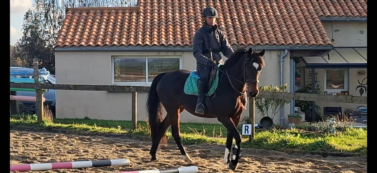 Yegua Welsh Part Bred En venta 2020 Bayo moreno por first des chouans