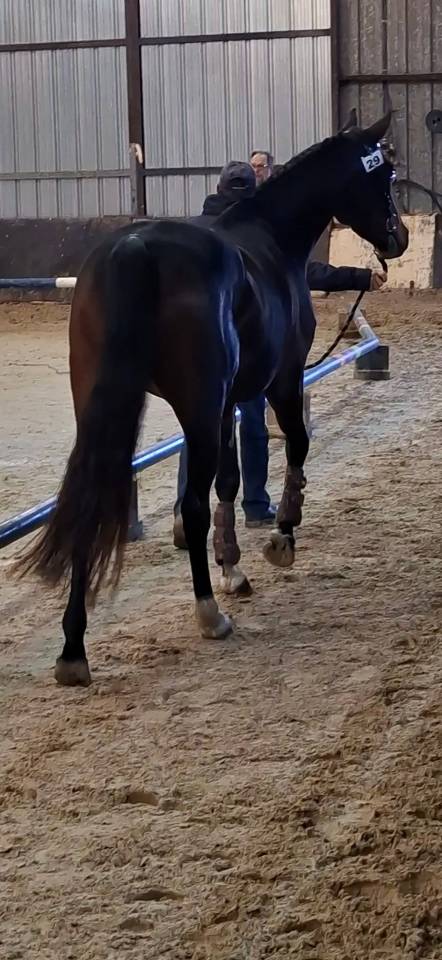 Yegua Welsh Part Bred En venta 2020 Bayo moreno por first des chouans