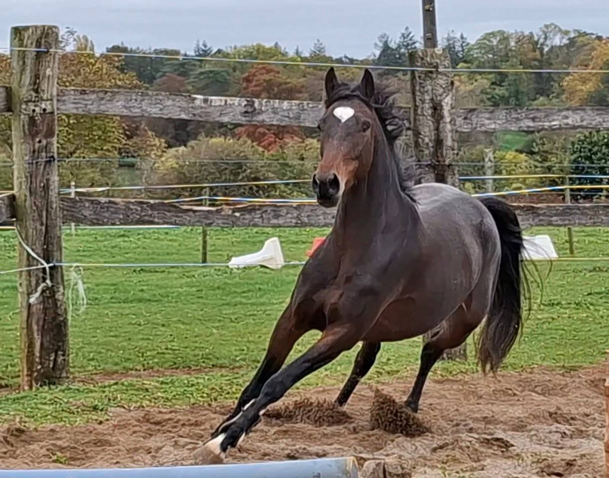Yegua Welsh Part Bred En venta 2020 Bayo moreno por first des chouans