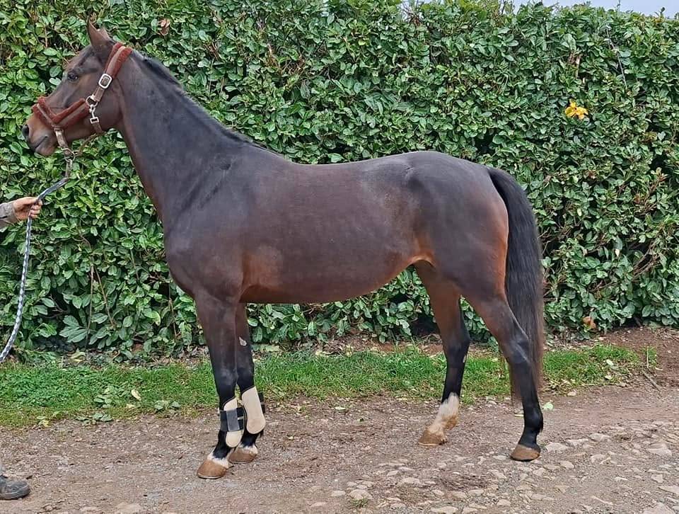 Yegua Welsh Part Bred En venta 2020 Bayo moreno por first des chouans