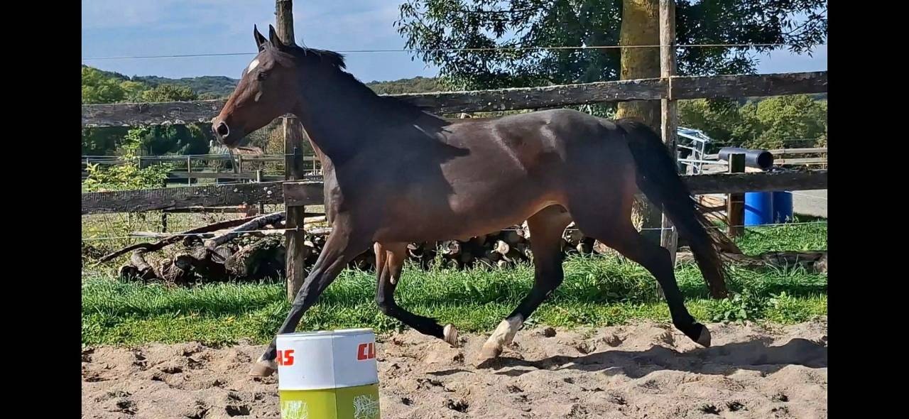 Yegua Welsh Part Bred En venta 2020 Bayo moreno por first des chouans
