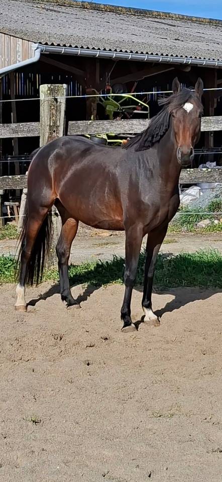 Yegua Welsh Part Bred En venta 2020 Bayo moreno por first des chouans