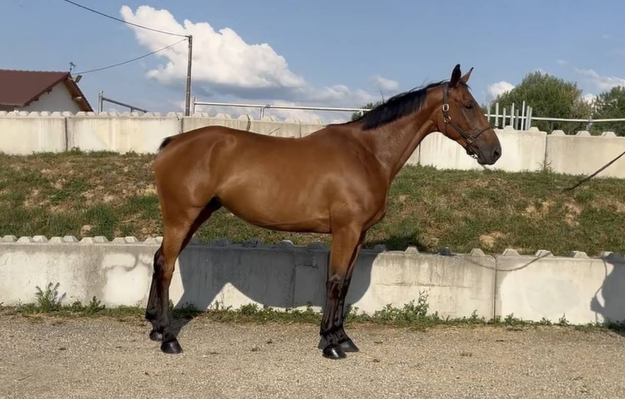 Yegua BWP Caballo de Sangre Belga En venta 2020 Bayo