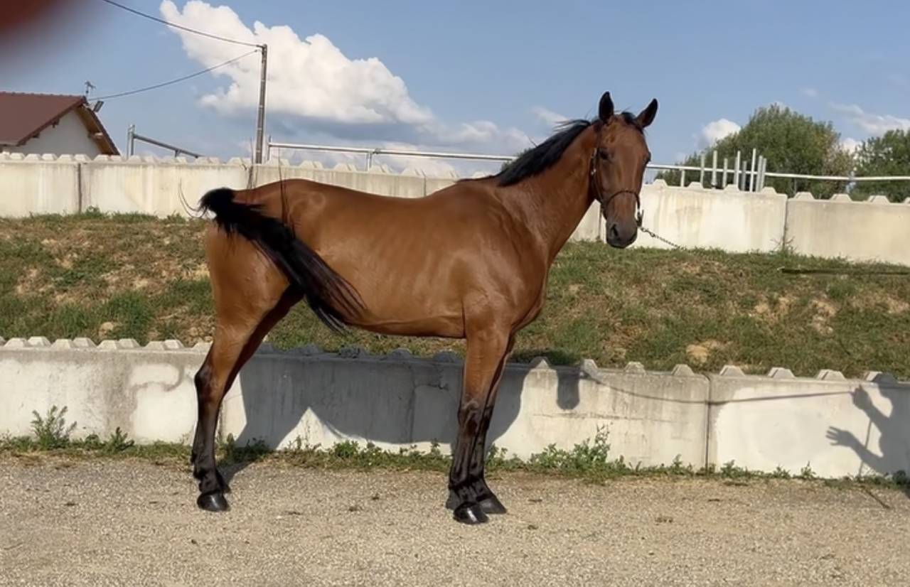 Yegua BWP Caballo de Sangre Belga En venta 2020 Bayo