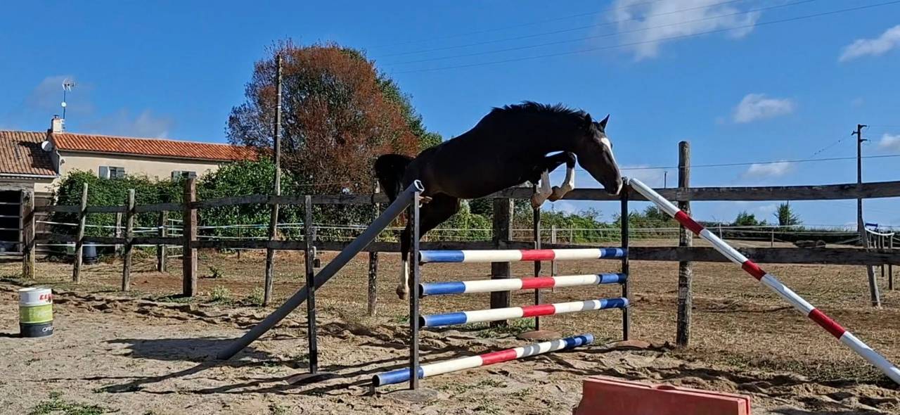 Caballo castrado Silla Franc&eacute;s En venta 2022 Bayo moreno por ARMANI V OVERIS Z