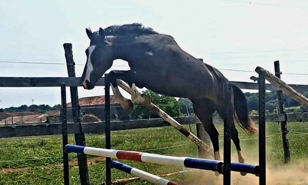 Caballo castrado Silla Franc&eacute;s En venta 2022 Bayo moreno por ARMANI V OVERIS Z