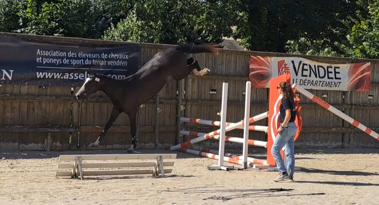 Caballo castrado Silla Franc&eacute;s En venta 2022 Bayo moreno por ARMANI V OVERIS Z