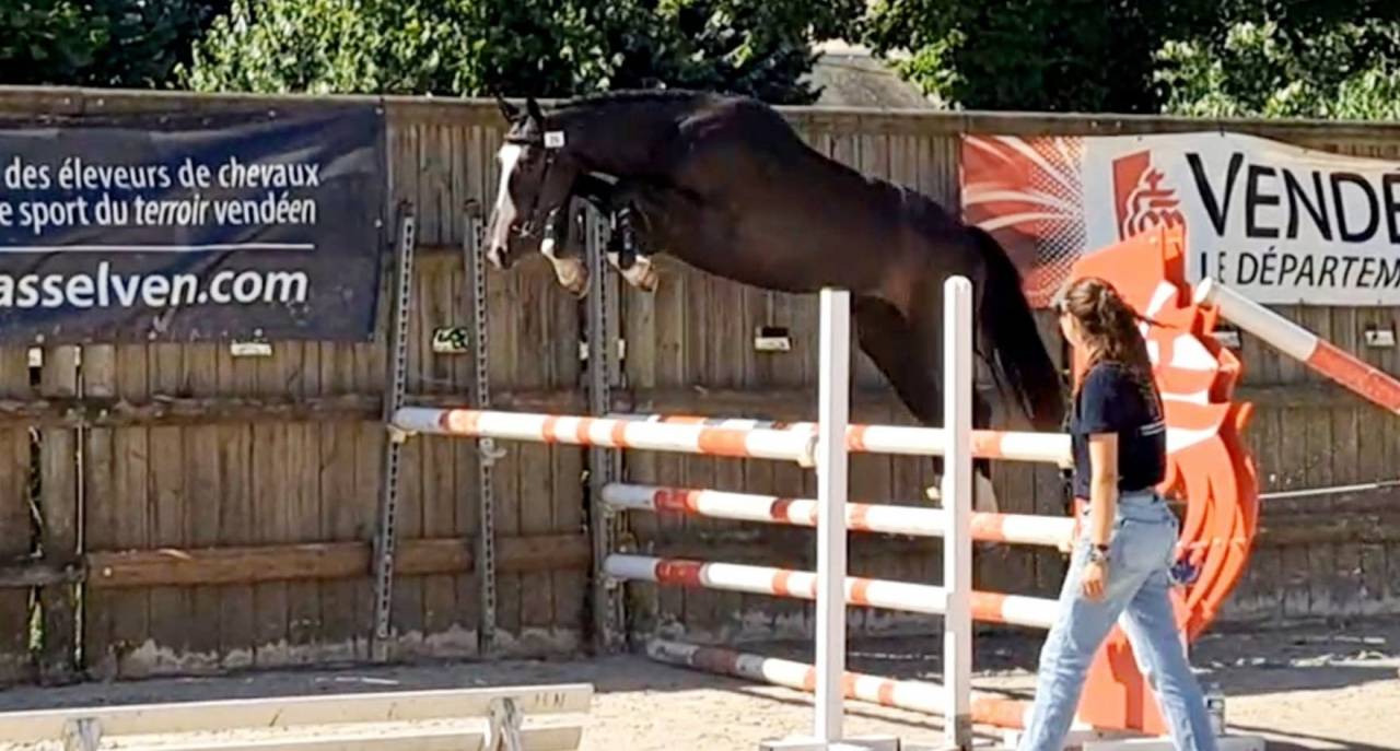 Caballo castrado Silla Franc&eacute;s En venta 2022 Bayo moreno por ARMANI V OVERIS Z