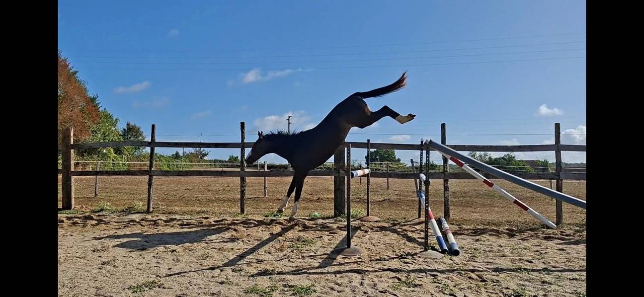 Caballo castrado Silla Franc&eacute;s En venta 2022 Bayo moreno por ARMANI V OVERIS Z