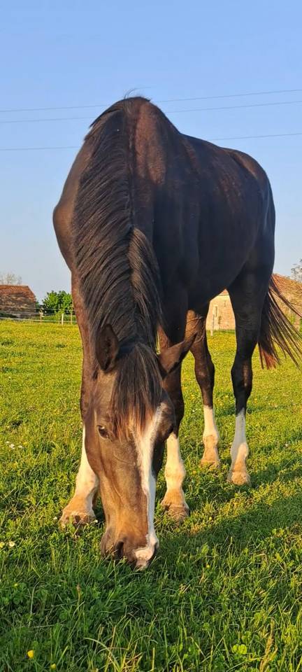 Caballo castrado Silla Franc&eacute;s En venta 2022 Bayo moreno por ARMANI V OVERIS Z