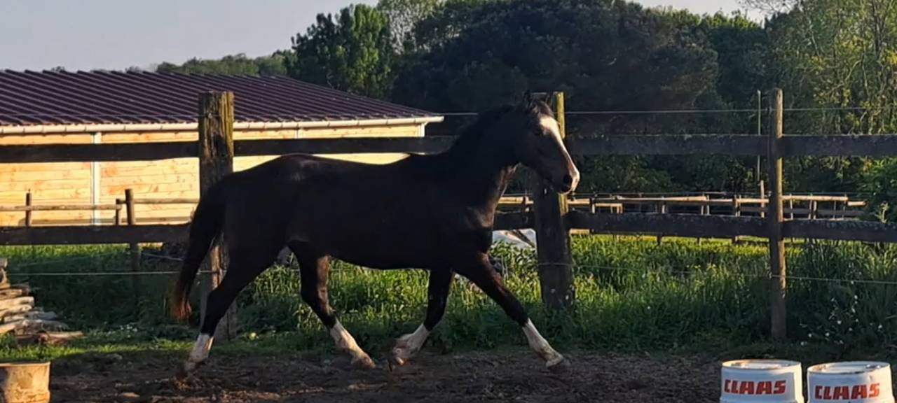 Caballo castrado Silla Franc&eacute;s En venta 2022 Bayo moreno por ARMANI V OVERIS Z