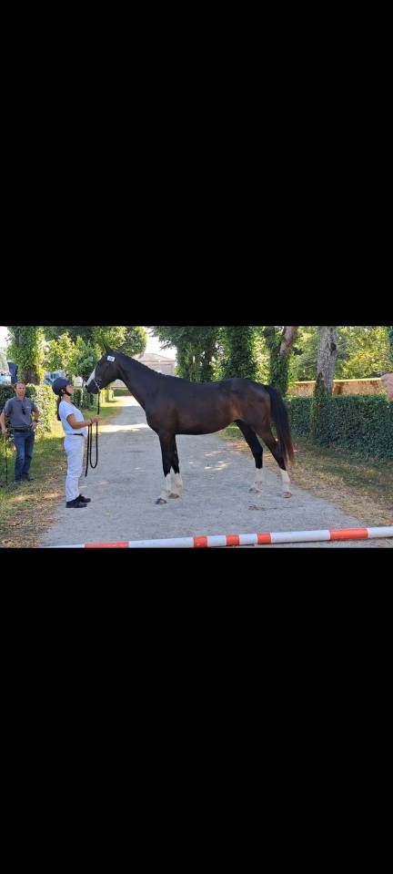 Caballo castrado Silla Franc&eacute;s En venta 2022 Bayo moreno por ARMANI V OVERIS Z