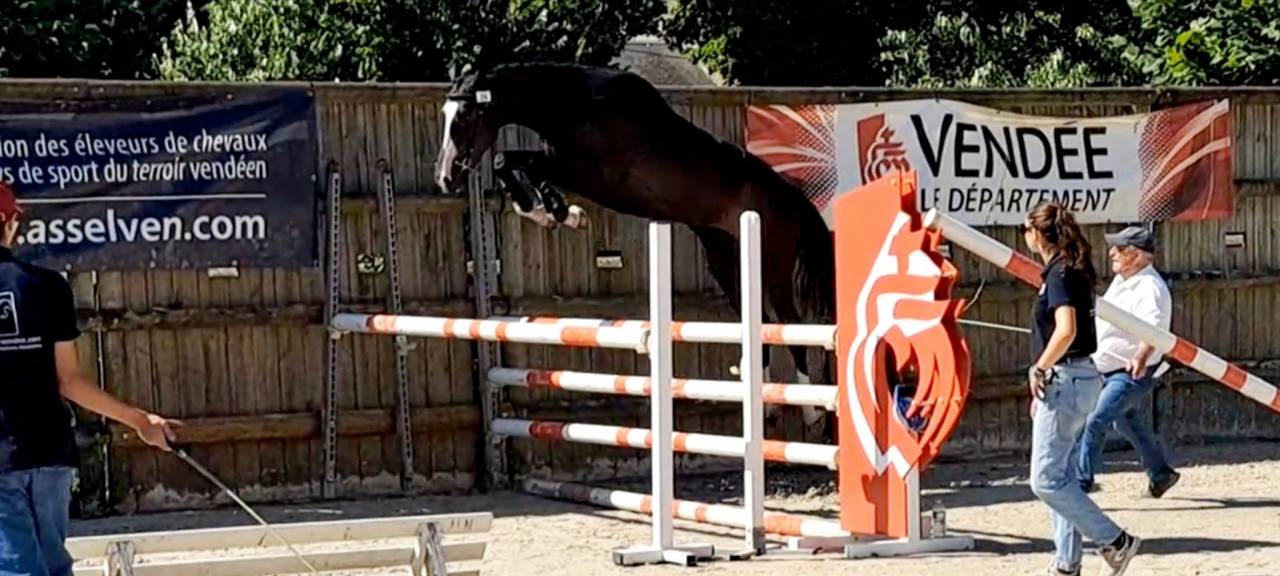 Caballo castrado Silla Franc&eacute;s En venta 2022 Bayo moreno por ARMANI V OVERIS Z