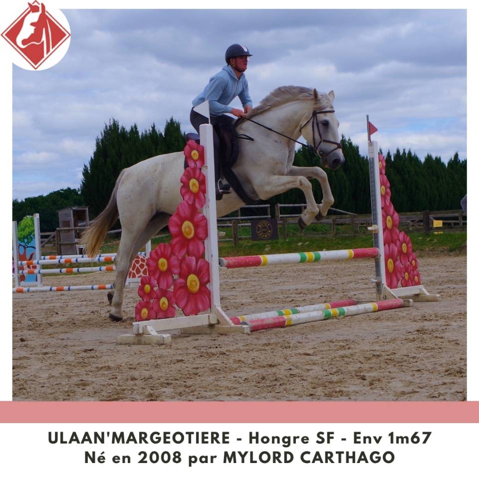 Caballo castrado Silla Franc&eacute;s En venta 2008 Tordo