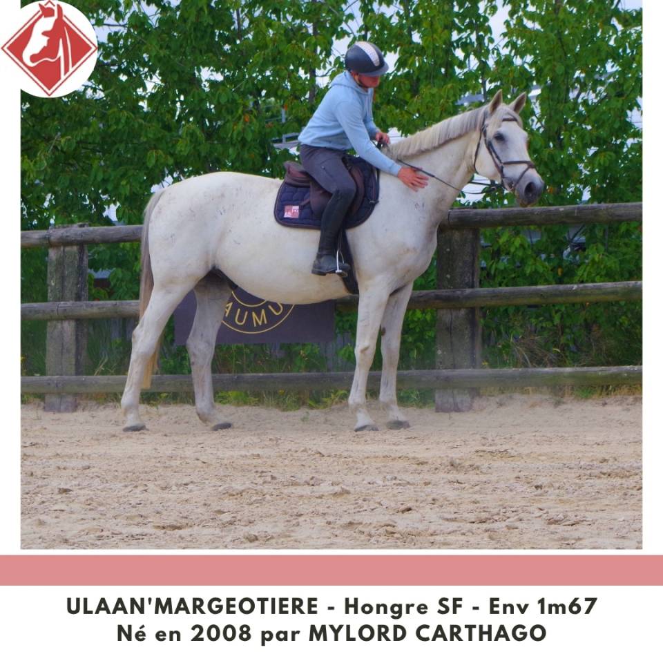 Caballo castrado Silla Franc&eacute;s En venta 2008 Tordo