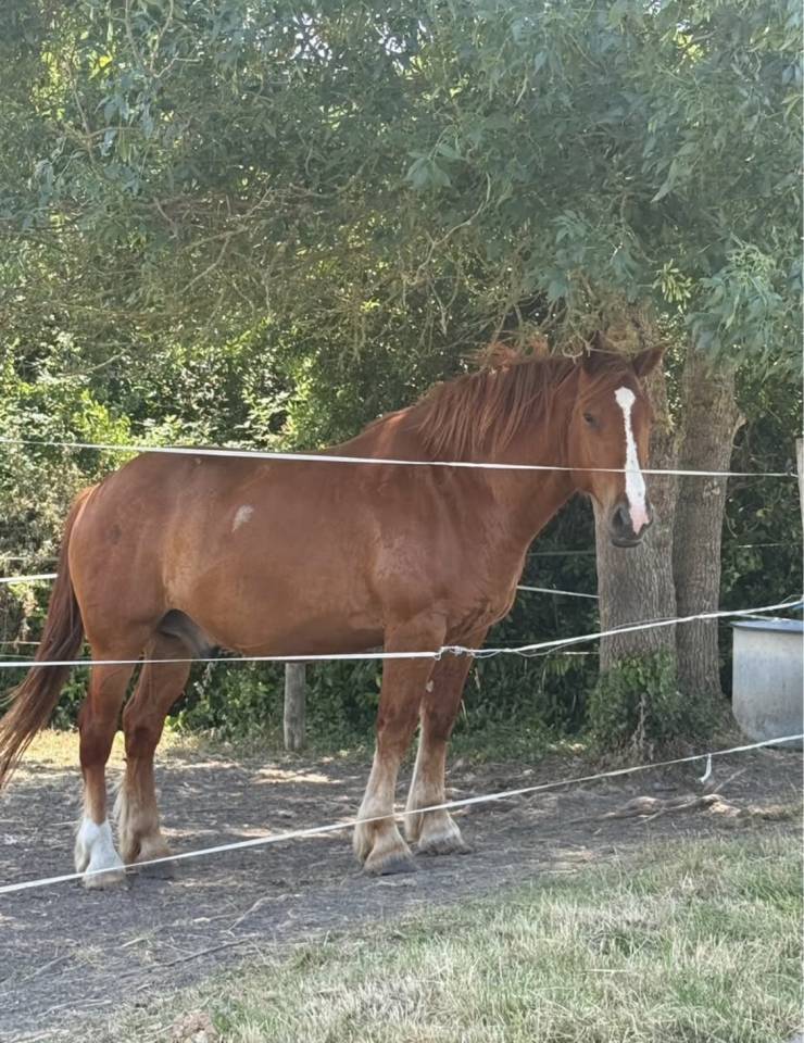 Caballo castrado Otra raza de Caballos En venta 2020 Alaz&aacute;n