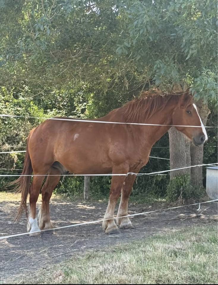 Caballo castrado Otra raza de Caballos En venta 2020 Alaz&aacute;n