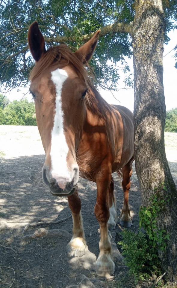 Caballo castrado Otra raza de Caballos En venta 2020 Alaz&aacute;n