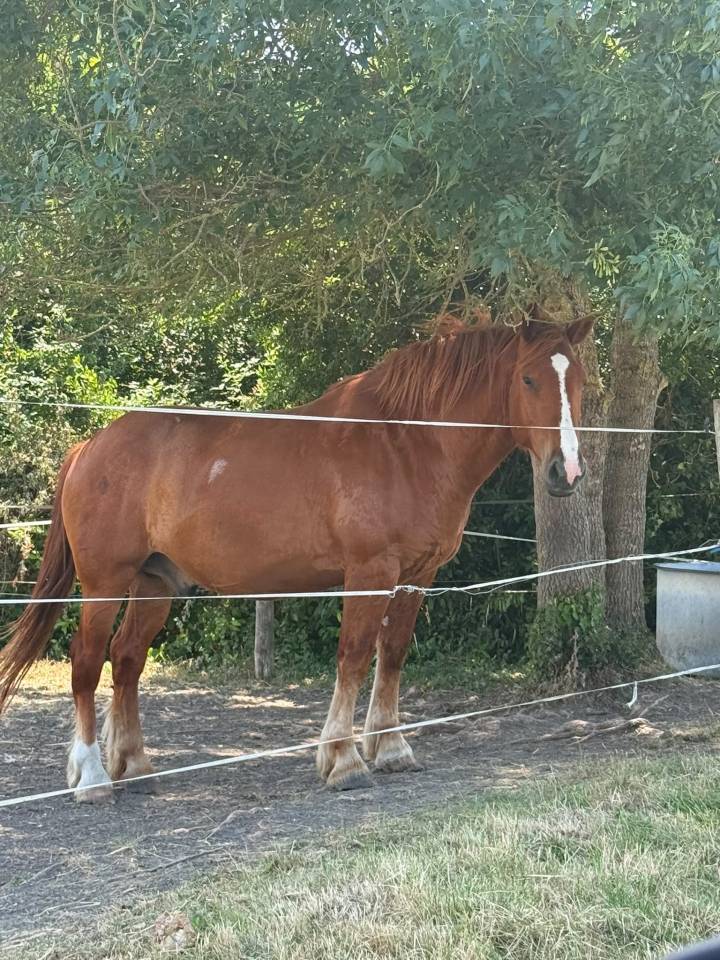 Caballo castrado Otra raza de Caballos En venta 2020 Alaz&aacute;n