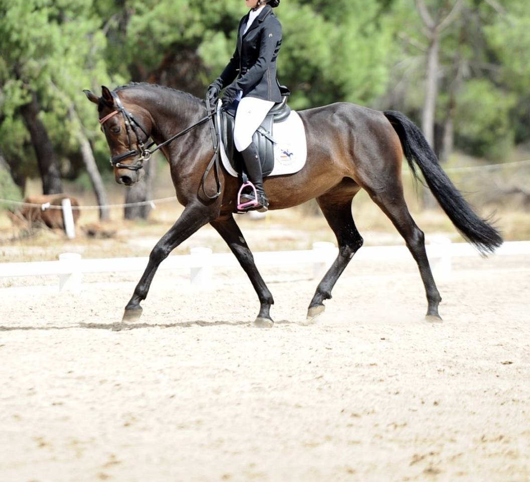 Vendo poni C 7 a&ntilde;os por cambio categor&iacute;a 