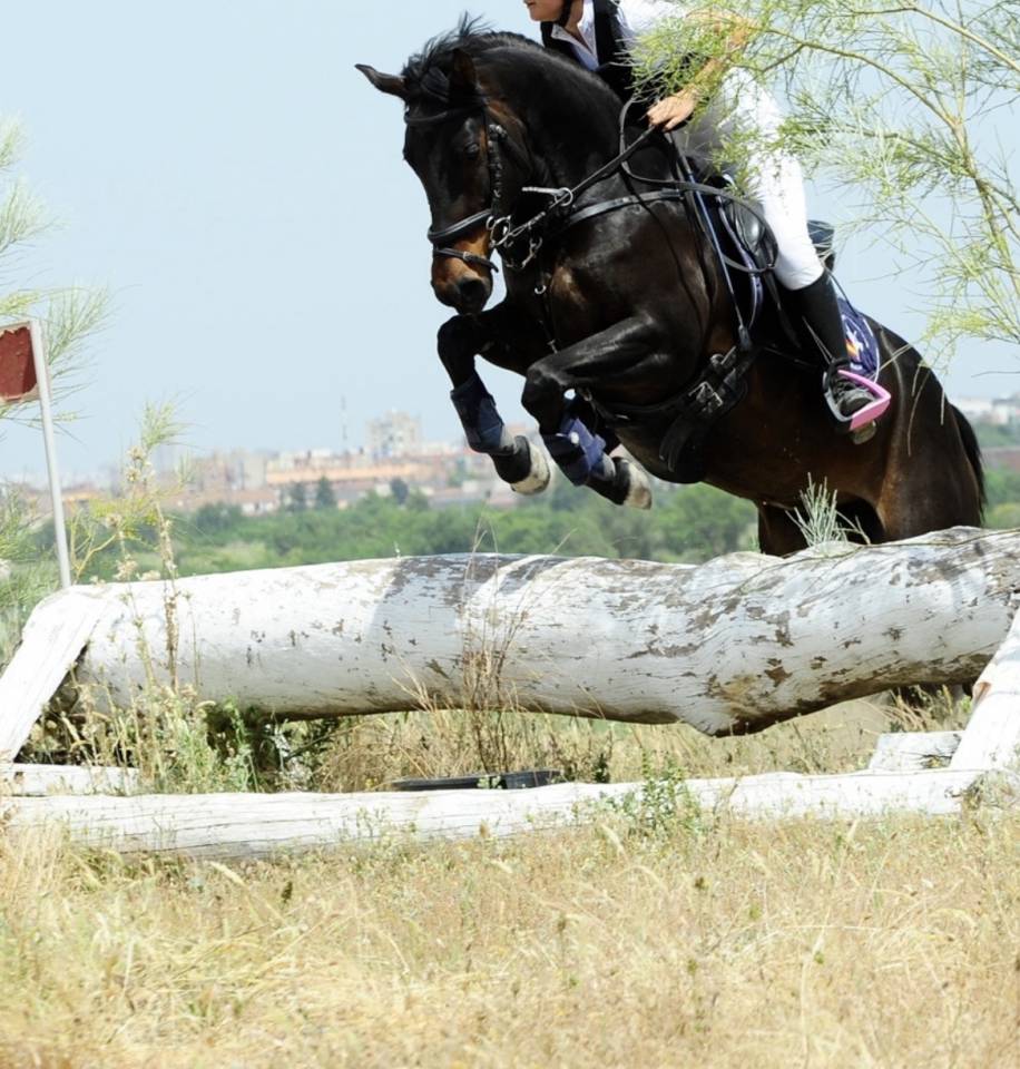 Vendo poni C 7 a&ntilde;os por cambio categor&iacute;a 