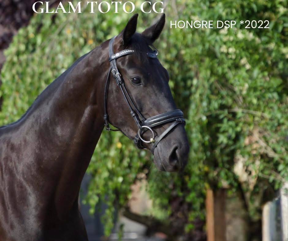 Caballo castrado Hannoveriano En venta 2022 Negro por GLAMOURDALE