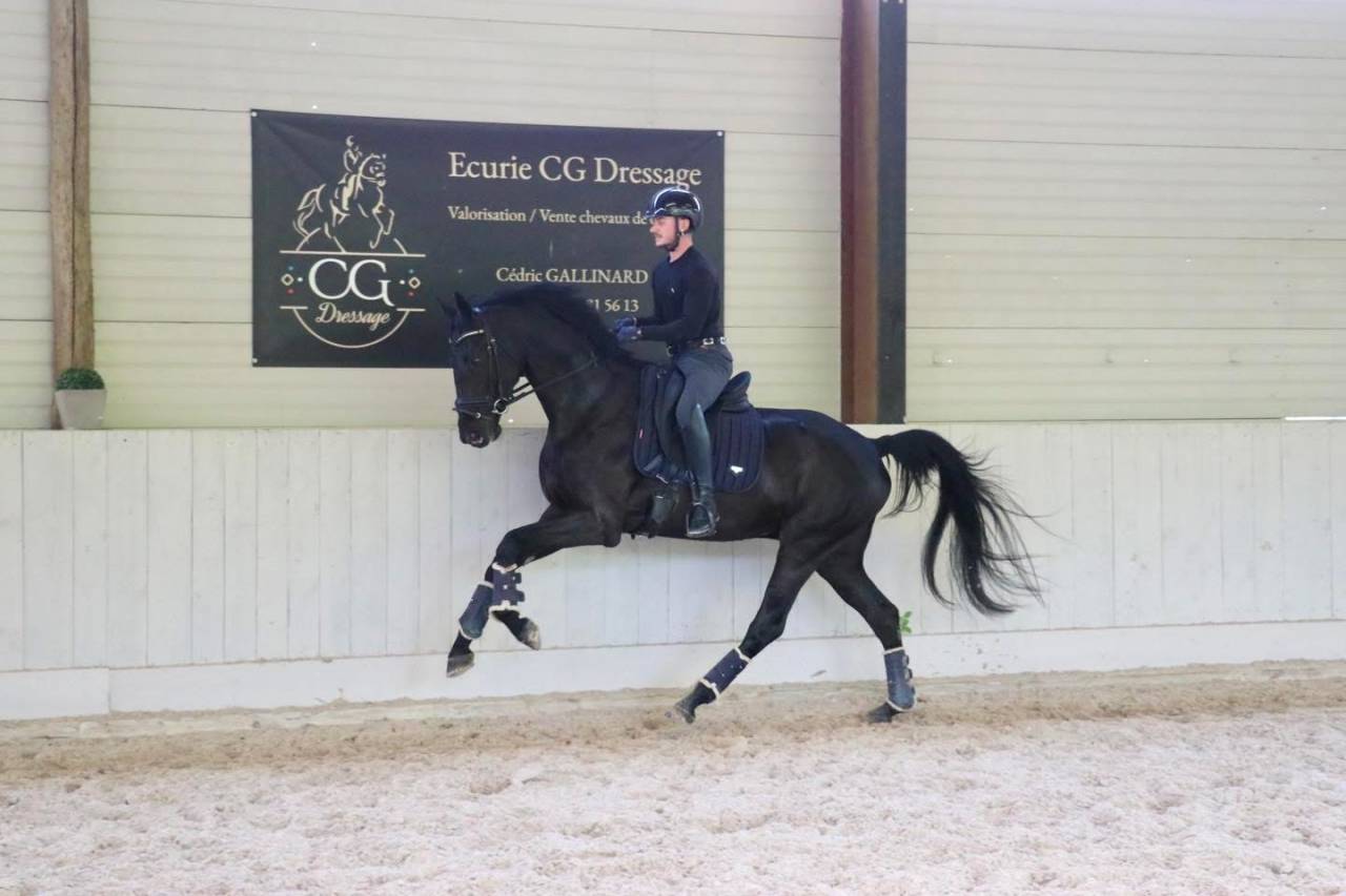 Caballo castrado Hannoveriano En venta 2022 Negro por GLAMOURDALE