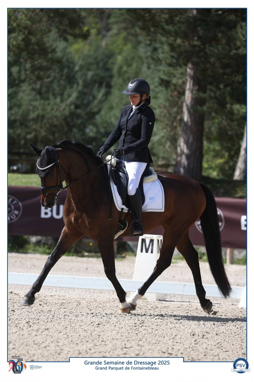 Caballo castrado Silla Franc&eacute;s En venta 2020 Bayo moreno por First step Valentin