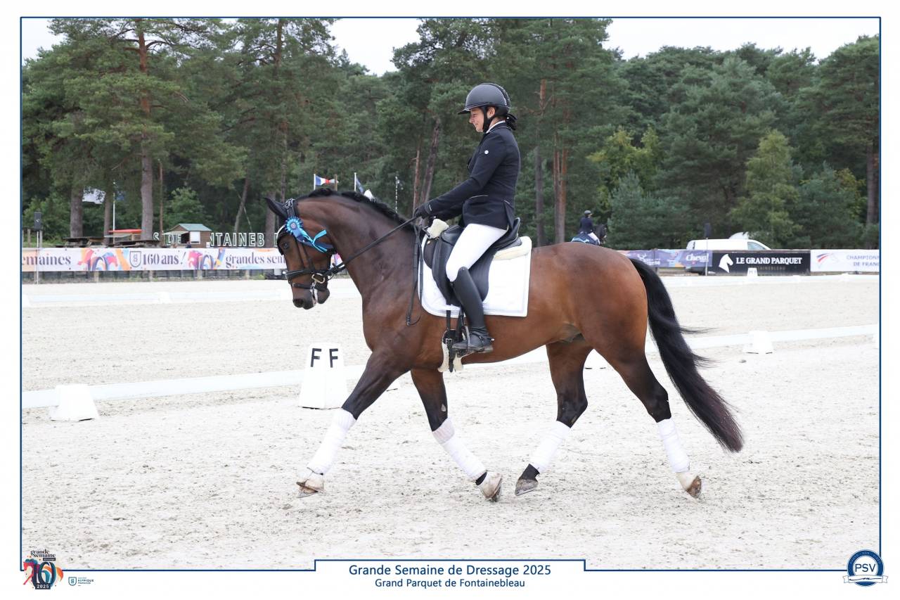 Caballo castrado Silla Franc&eacute;s En venta 2020 Bayo moreno por First step Valentin